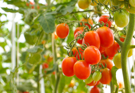 一串樱桃一串串的红樱桃番茄温室照片