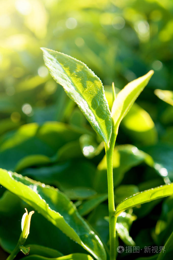 绿茶叶