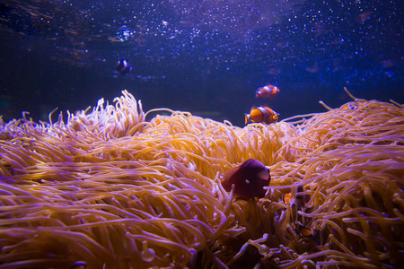 海洋中的海葵和小丑鱼在海洋水族馆