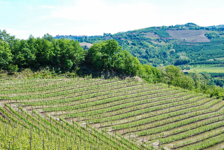 皮埃蒙特的 Langhe 山