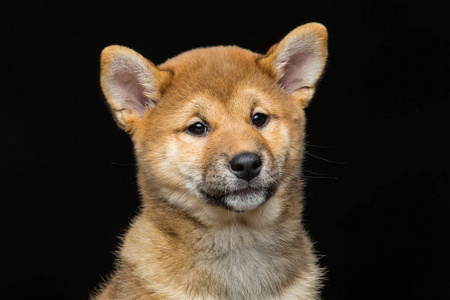 美丽 shiba inu 小狗