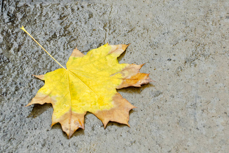 黄色枫叶上湿沥青。秋天的概念