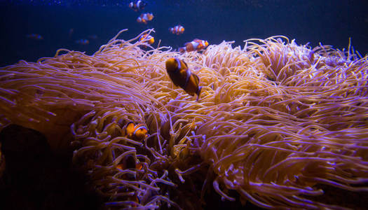 海洋中的海葵和小丑鱼在海洋水族馆