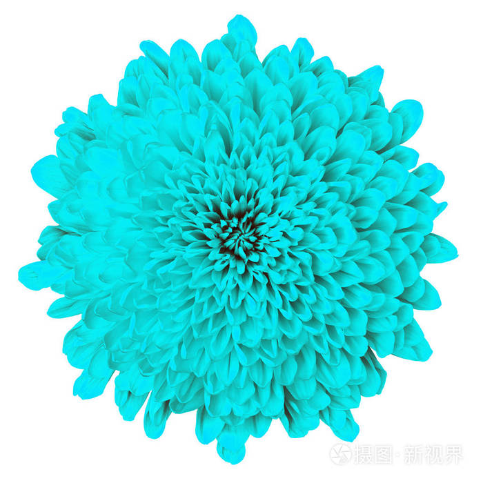 花青色菊花在白色背景下分离 花蕾特写 设计元素照片 正版商用图片0o6lmo 摄图新视界 花青色菊花在白色背景下分离 花蕾特写 设计元素照片 正版商用图片0o6lmo 摄图新视界