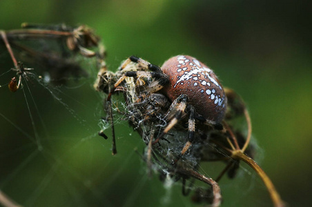 蜘蛛(拉丁阿拉内亚拉尼古希腊)照片