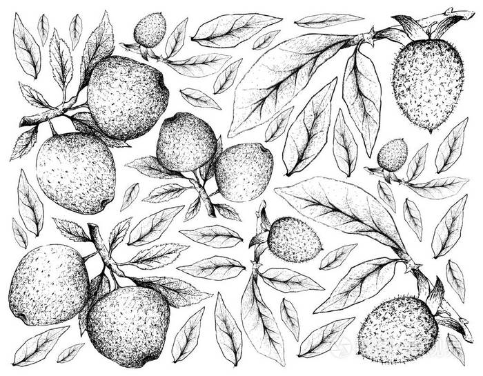 手画背景苹果和柿 Rhombifolia 水果