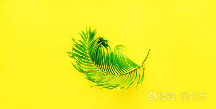 棕榈树叶批发价格