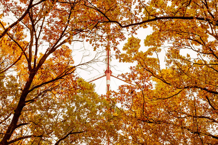 橙色秋天的树林与树叶的照片