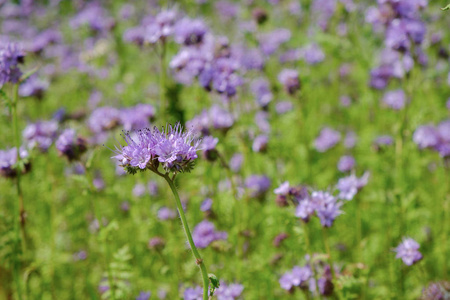 在田野上绽放的 phacelia 的特写 phacelia tanacetifolia, scorpionweed, 缬草。