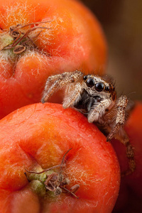 跳跃的蜘蛛和橙萝丝水果