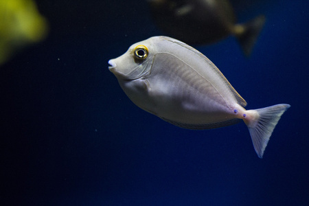 漂浮在异国情调的水族馆