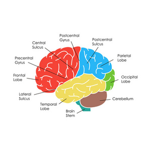 人脑解剖卡片海报。矢量