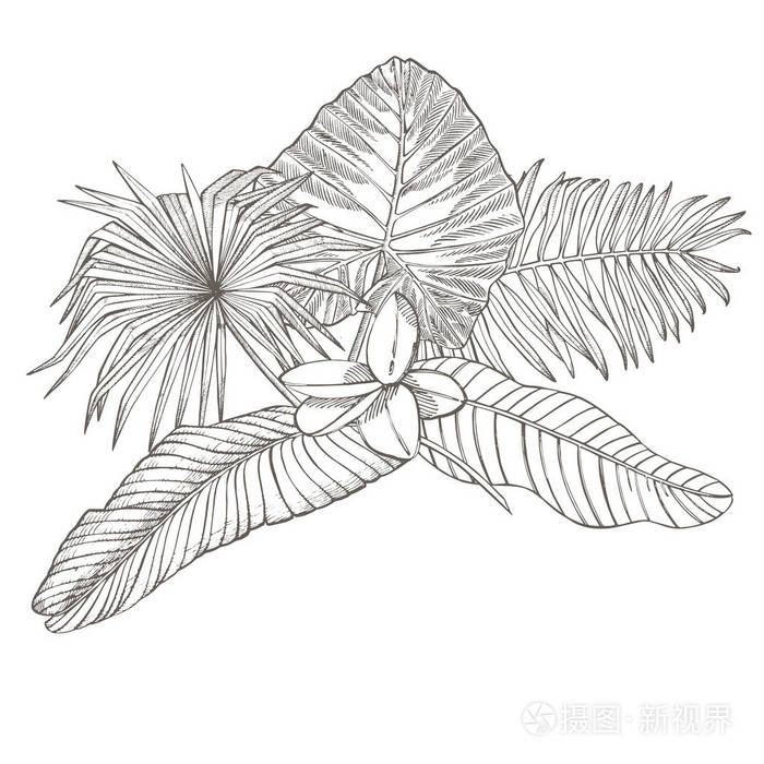 热带棕榈叶矢量插图雕刻的丛林叶子