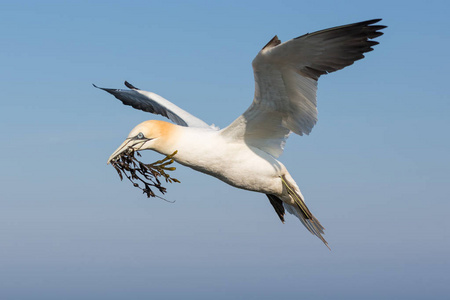 北方塘鹅，收集海带，筑巢在赫尔戈兰