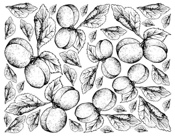 欧洲李子果实手绘背景