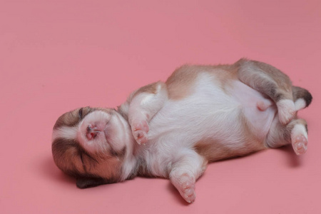 新生儿的吉娃娃小狗睡在粉红色的背景上