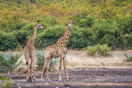 长颈鹿在南非克鲁格国家公园