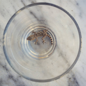 在透明玻璃中捕获的壁虎照片