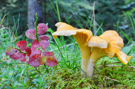 鸡油菌 var.pallidus 侧视图