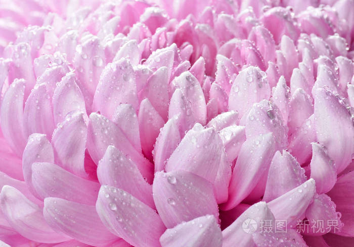 大粉红色菊花花瓣在露珠特写