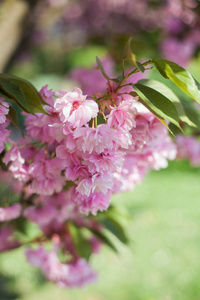 樱花。日本樱花。春天。盛开的花园。粉红色的花朵。热