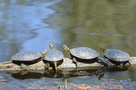 春天池塘里的海龟