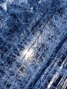 山上的霜冻创造了神奇的森林图片