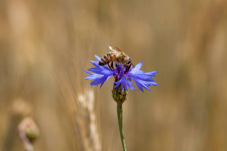 在蓝色的花，矢车菊在粮食上的蜜蜂