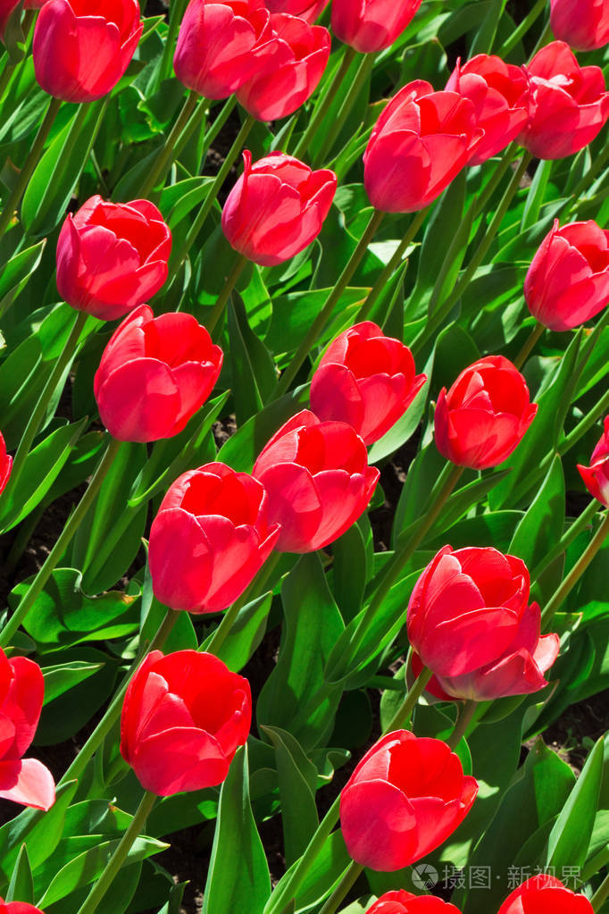 新鲜的洋红色郁金香