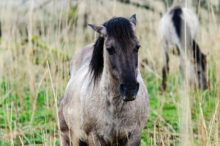 konik 特洛伊木马小马在 Oostvaardersplassen