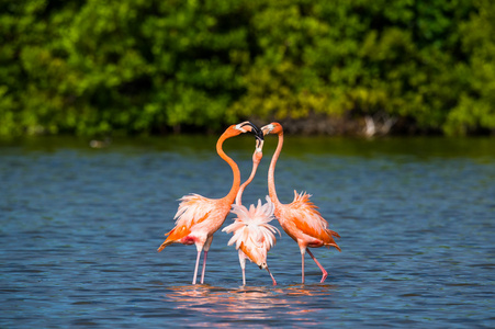 加勒比火烈鸟舞蹈加勒比火烈鸟照片