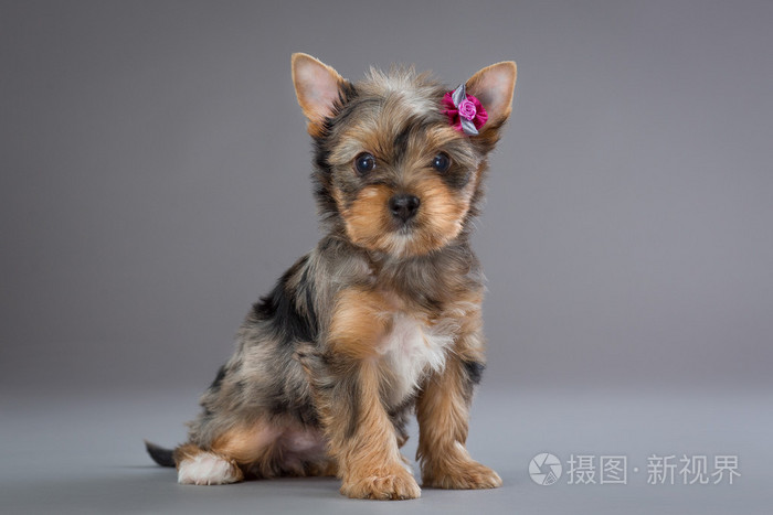 小狗约克夏犬