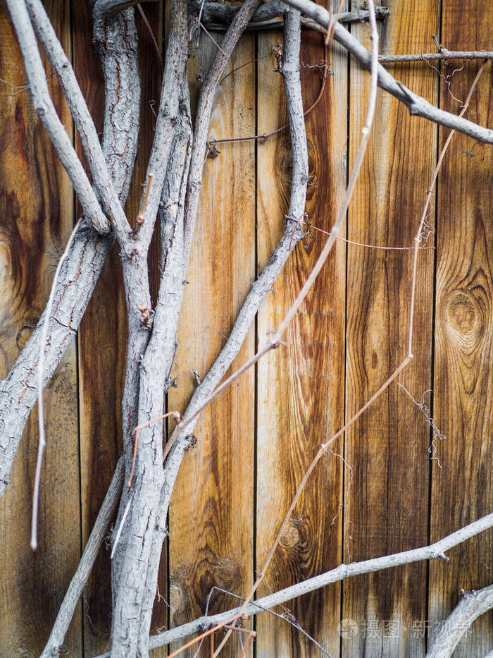 旧木栅栏上有葡萄树枝在风中舞动, 图文框, 复制空间.复古色