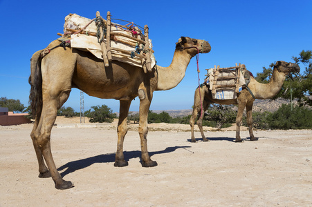 摩洛哥沙漠里的骆驼图片