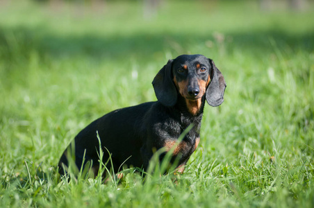 腊肠犬肖像在绿草