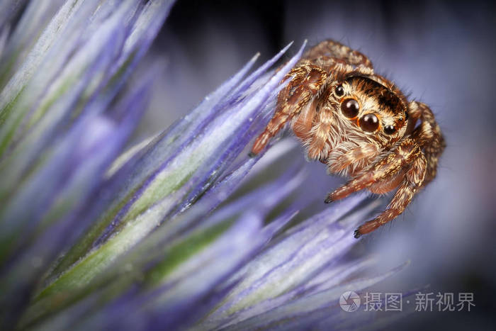 蓝色海面上跳跃的蜘蛛冬青花照片 正版商用图片0o7459 摄图新视界