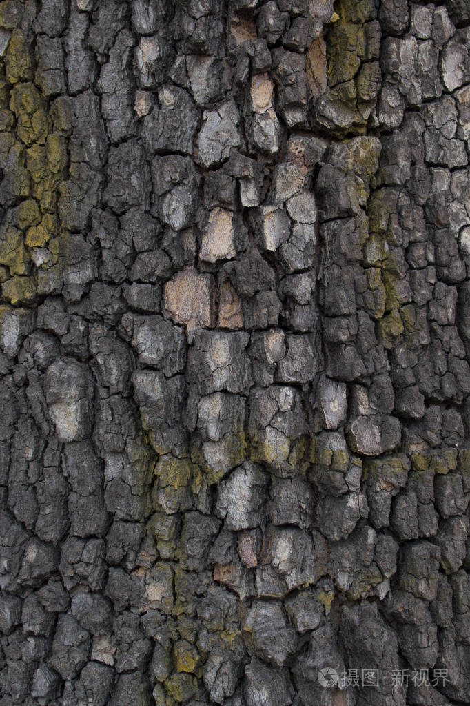 栎树树皮质地closeu