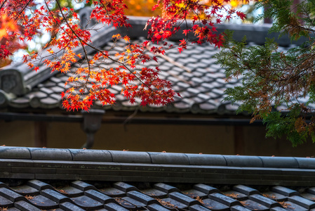 秋天红色的枫叶是日本风格屋顶盖