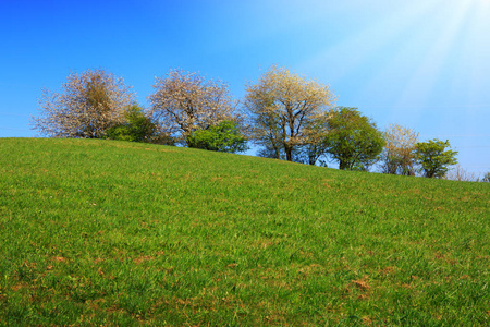 草地和开花树木的春季田野, 蓝天和阳光
