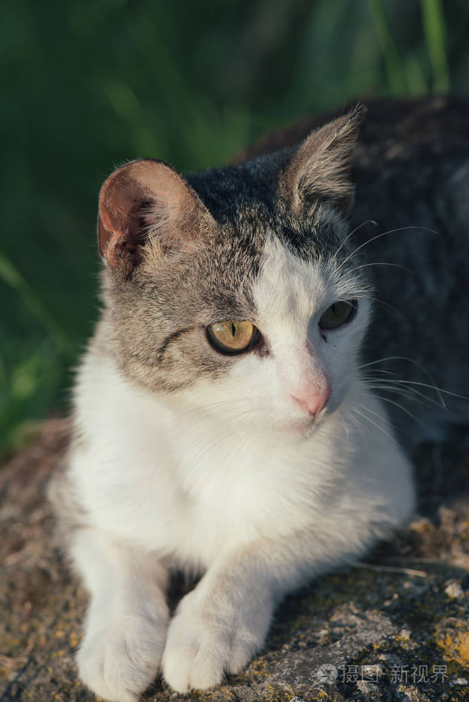 可爱猫咪户外照片-正版商用图片0o754z-摄图新视界