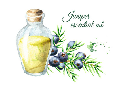 杜松树高清图杜松精油.水彩手绘插图, 在白色背景下隔离照片