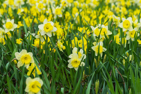 有许多花的黄色的水仙花，水仙的花朵，盛开在草地上的花床。现代背景下，选择性的焦点。春天植物 季节 新的起点