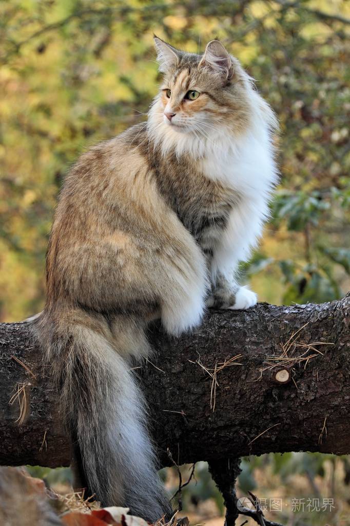 挪威森林猫女性在森林里