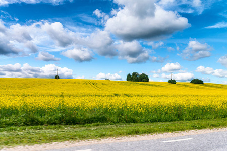 黄色草甸从路对蓝天在一个壮观的夏天天