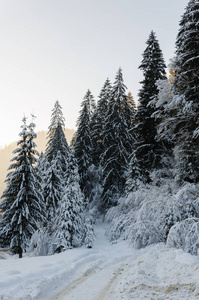 冬山风景，树梢上覆盖着厚厚