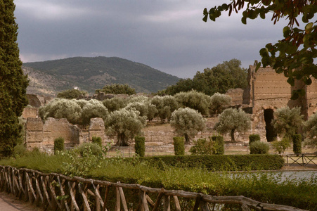 古老废墟中的橄榄花园。古罗马废墟中的橄榄园用木栅栏围起来
