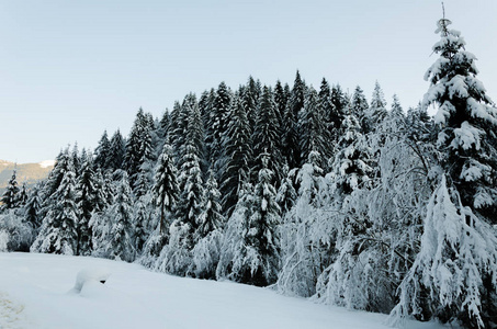 冬山风景，树梢上覆盖着厚厚
