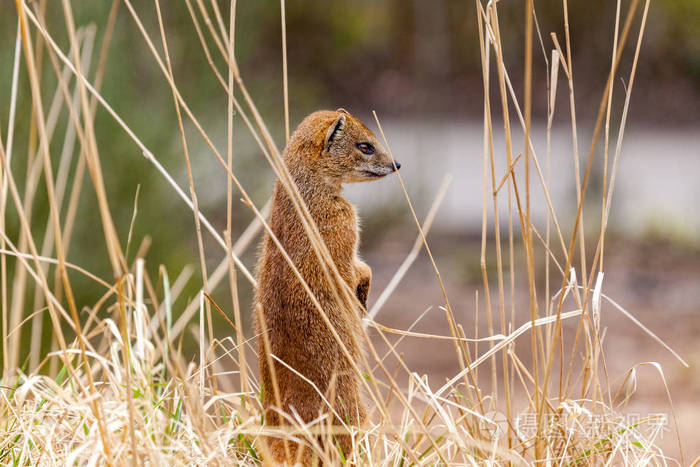 图片作者huettenhoelscher新媒体授权标准授权扩展授权如何选择jpg大