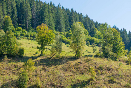 村庄风景与篱芭在绿色小山图片