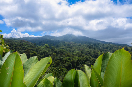 波阿斯附近的热带雨林